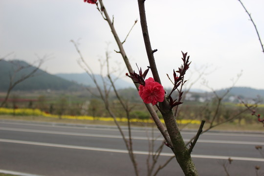 公路旁的紅花樹(shù)