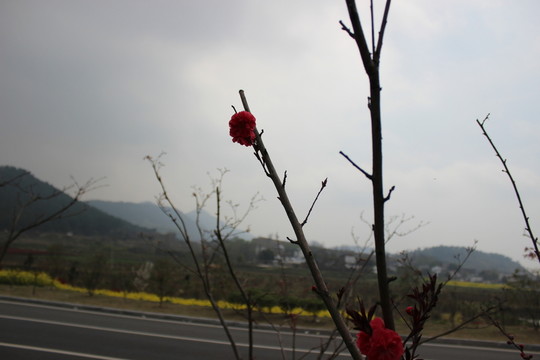 公路旁的紅花樹(shù)