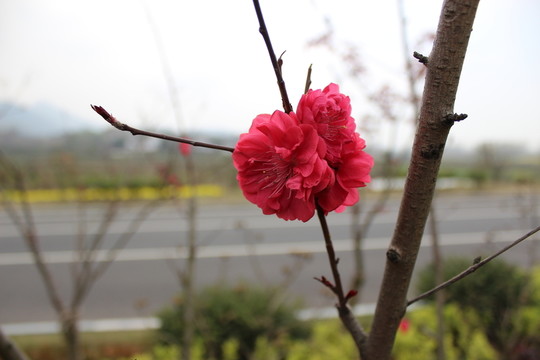 公路旁的紅花樹(shù)