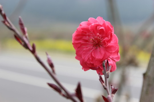 飄在風(fēng)中的紅花樹