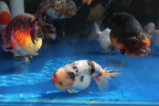 金魚