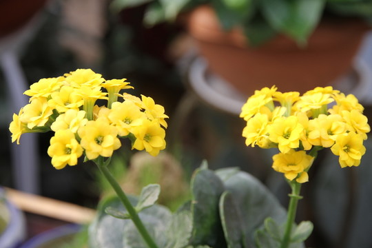 鮮花