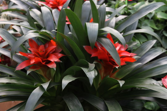 蘭花