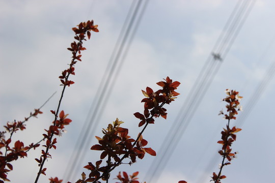 花草樹木