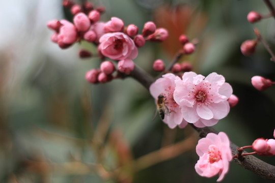 紅梅