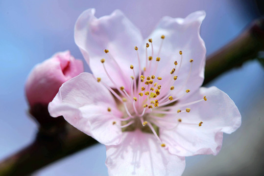 桃花
