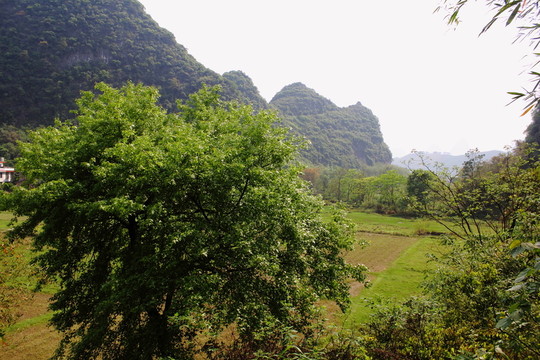 峰林春天