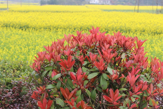 花草樹木