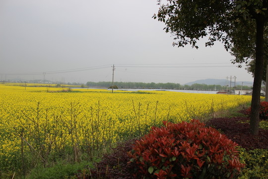 花草樹木