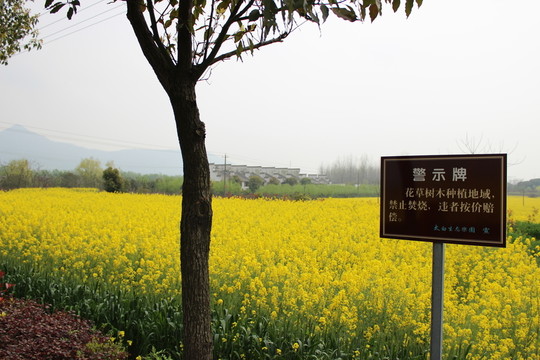花草樹木