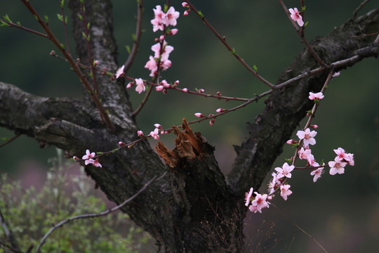 桃花