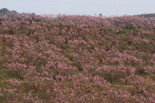 櫻花