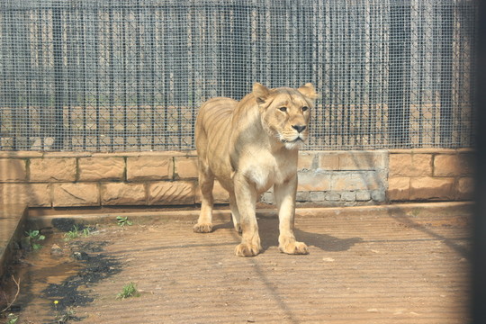 獅子
