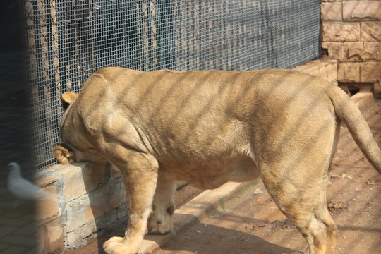 獅子