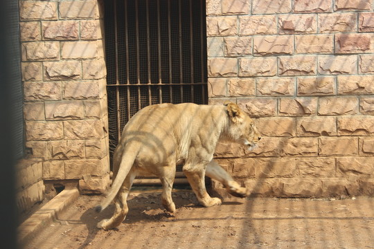 獅子