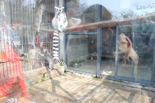 動物
