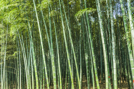 竹林