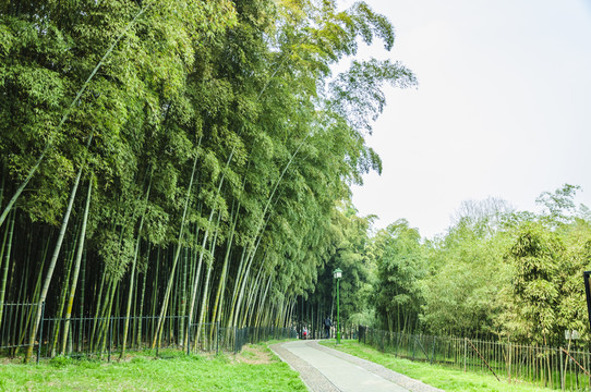 竹林