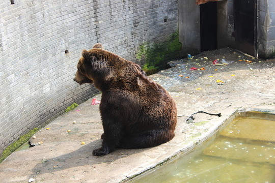 熊
