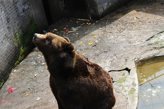 熊