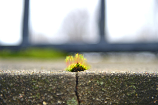苔蘚
