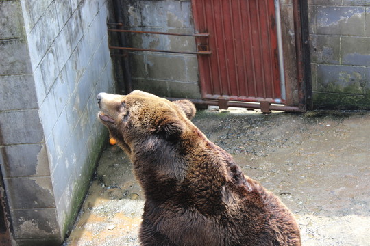 黑熊