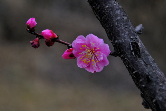 紅梅花