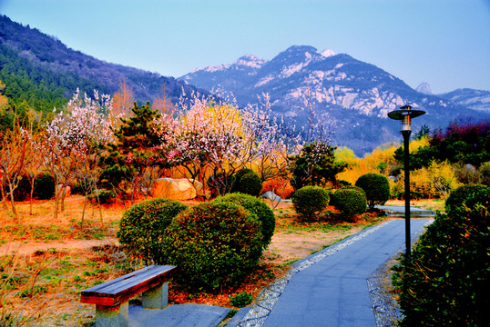 大山初春