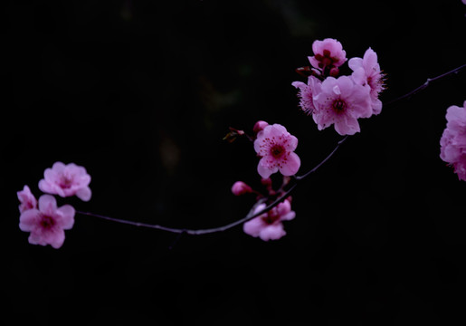 粉色梅花