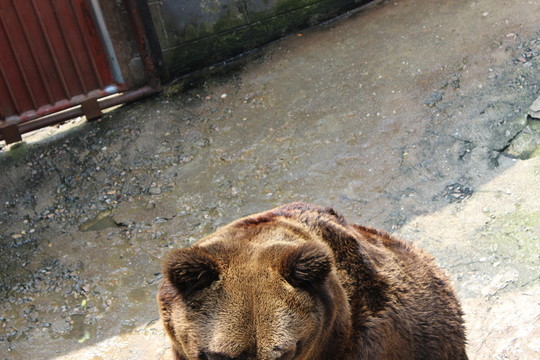 黑熊