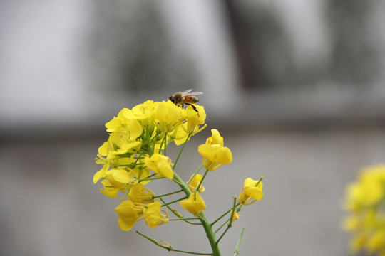 蜜蜂采蜜