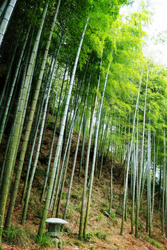 竹林 竹子