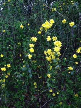 迎春花