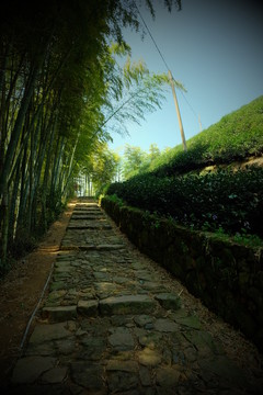 竹子 茶園