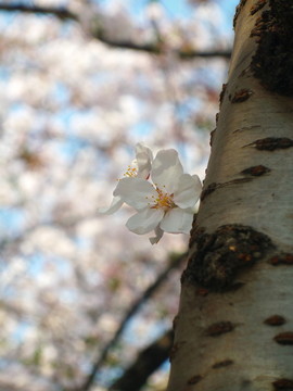 櫻花
