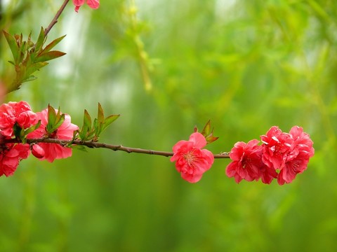 桃花