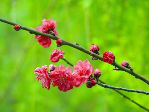 桃花