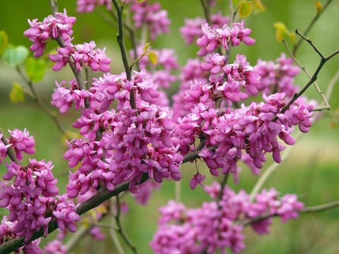 紫荊