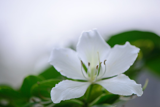 純白紫荊花