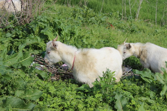 小山羊