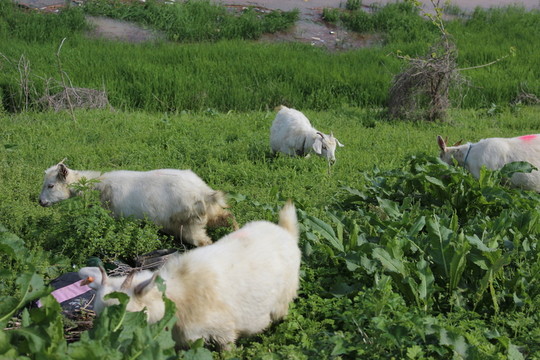 小山羊