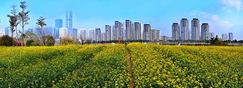 城市花田 油菜花