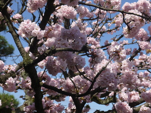 櫻花