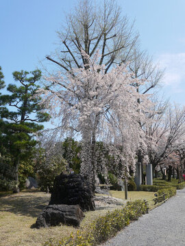 櫻花