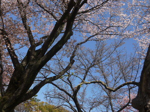 櫻花