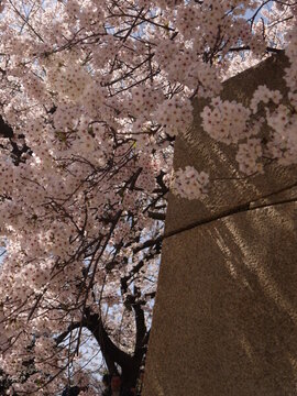 櫻花