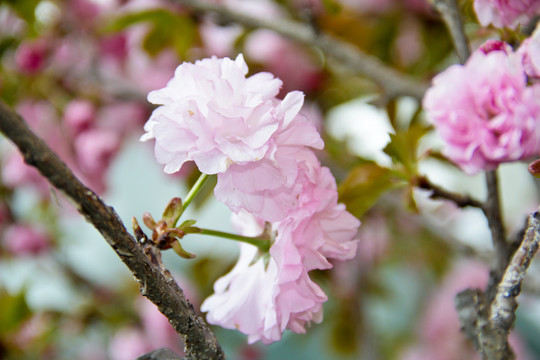 粉櫻花