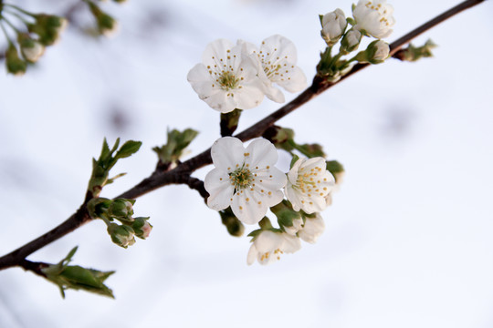 三月梨花開(kāi)春風(fēng)高清