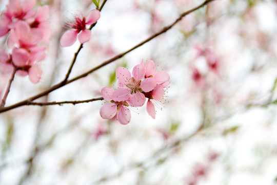 桃花醉春風(fēng)