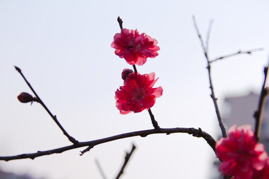 大紅薄透桃花瓣